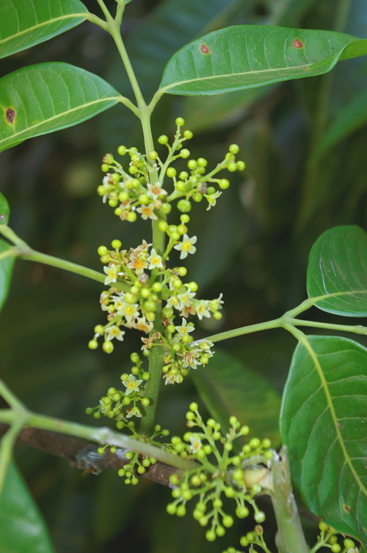 Related image Protium spruceanum with anti-inflammatory activity