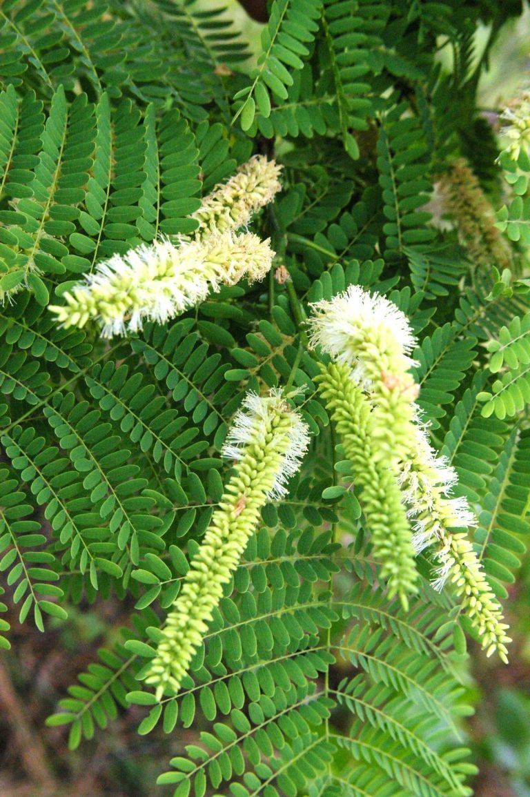 Plathymenia reticulata Benth. Árvores do Bioma Cerrado