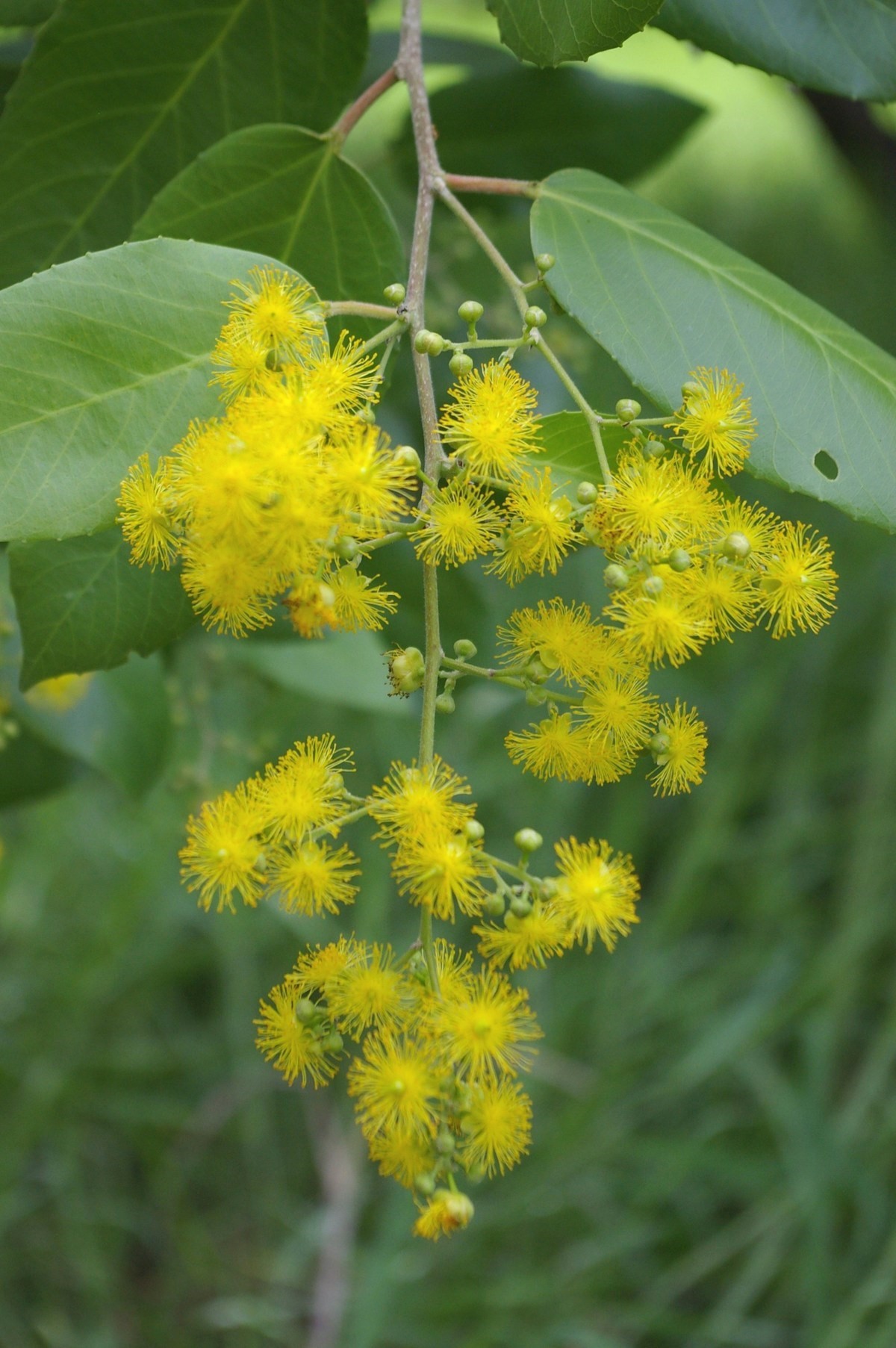 Flora e Funga do Brasil - Vismia guianensis (Aubl.) Choisy