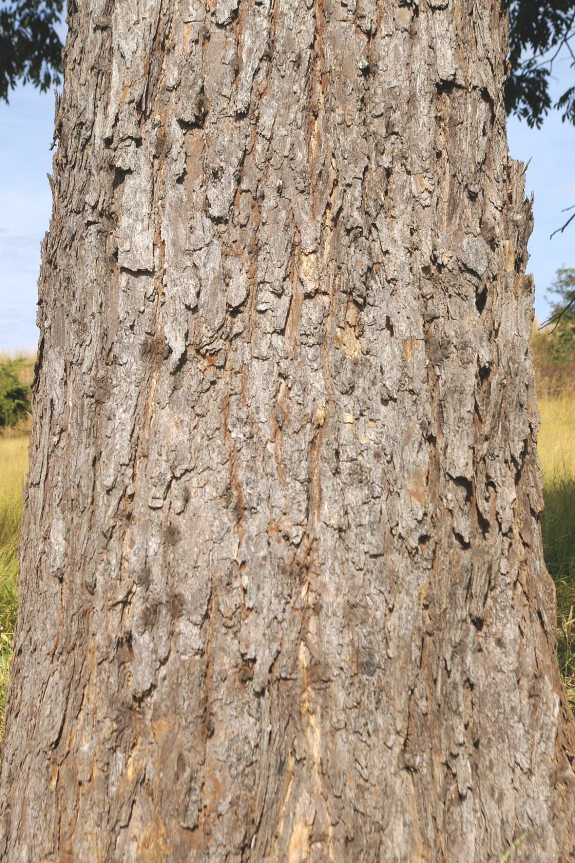 Machaerium acutifolium Vogel Árvores do Bioma Cerrado