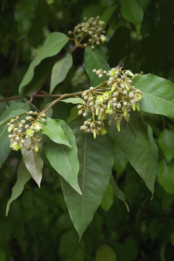 Flora e Funga do Brasil - Vismia guianensis (Aubl.) Choisy
