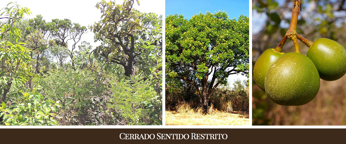 Pensando a biodiversidade: aroeira (Schinus terebinthifolius Raddi