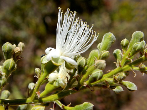 O Epilóbio é Uma Planta Herbácea De Altura Humana Altíssima, Por