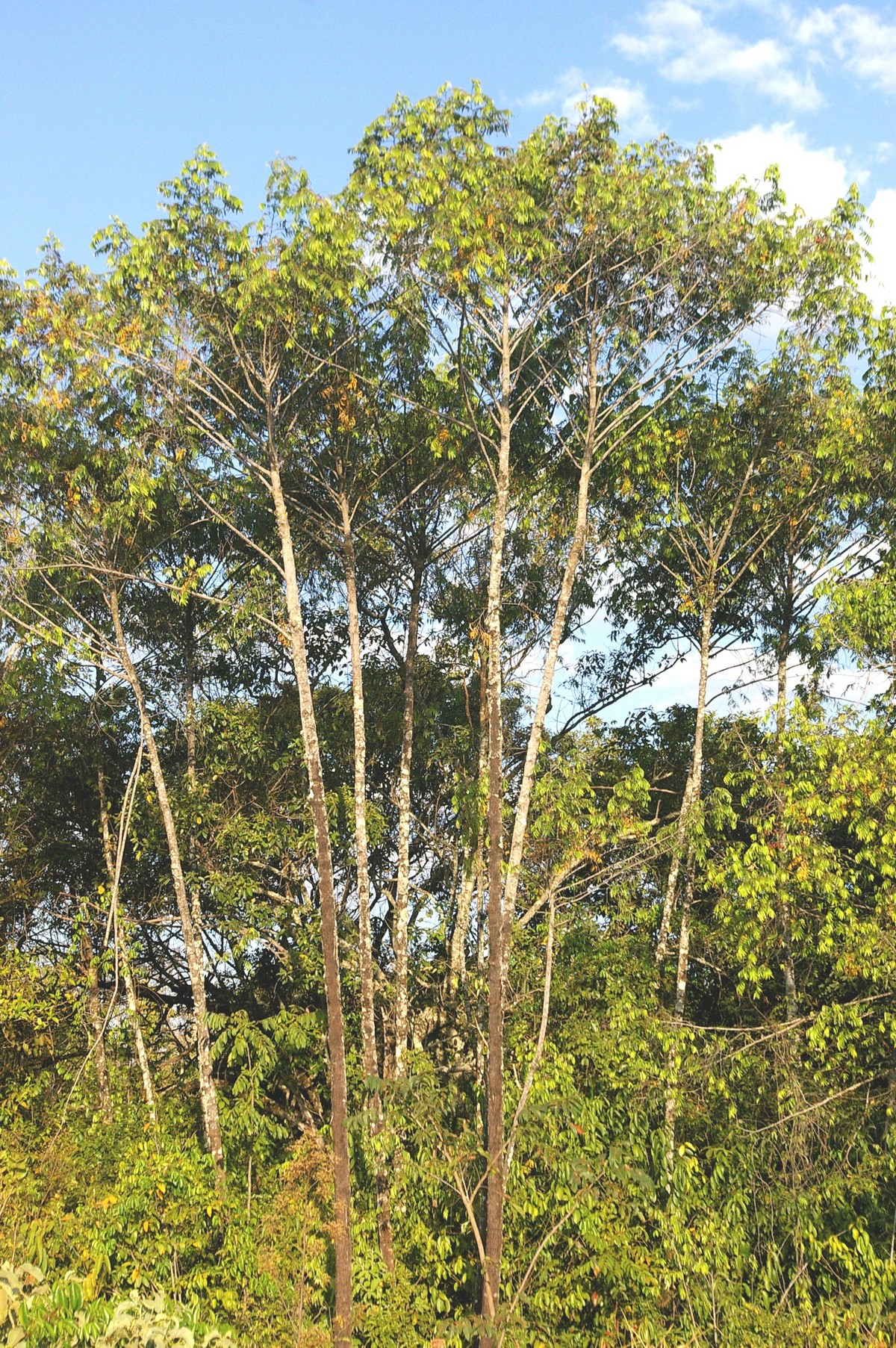 Xylopia sericea A.St.-Hil. | Árvores do Bioma Cerrado