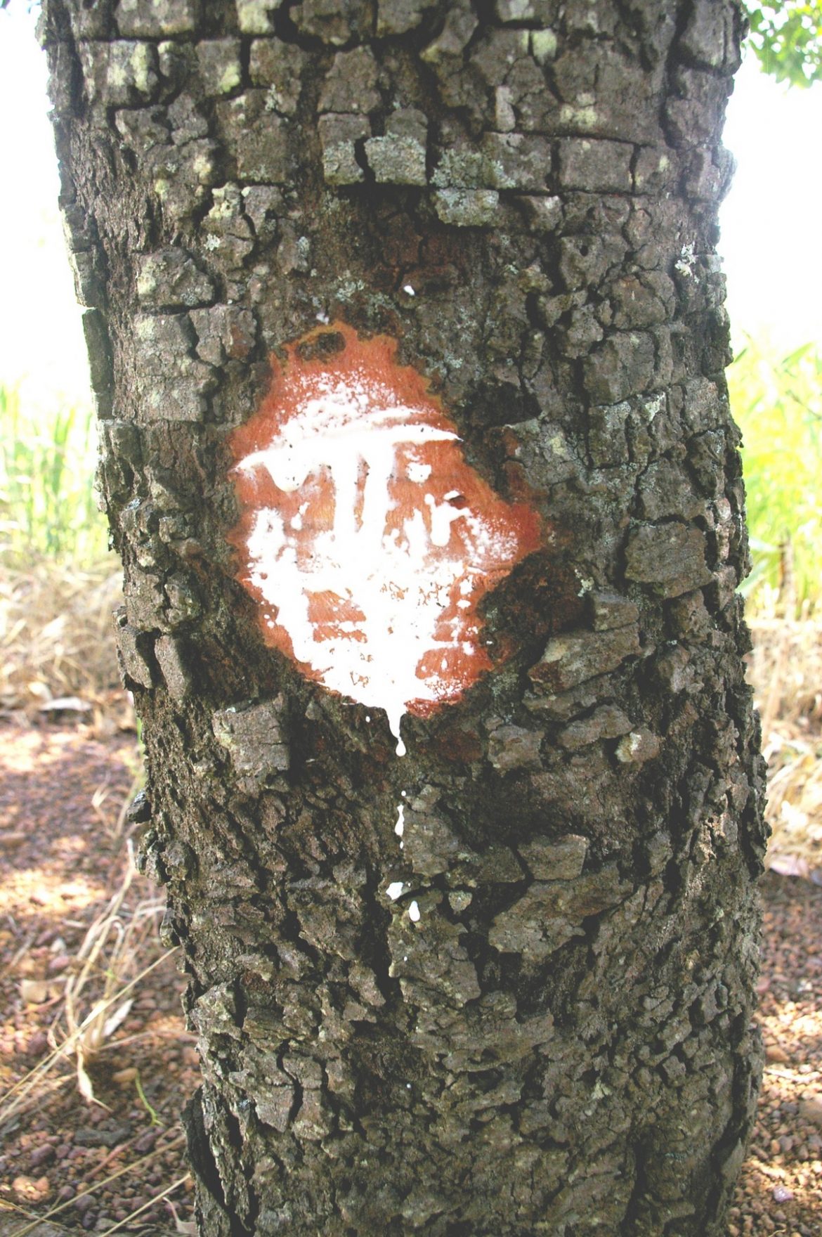 Hancornia speciosa Gomes Árvores do Bioma Cerrado