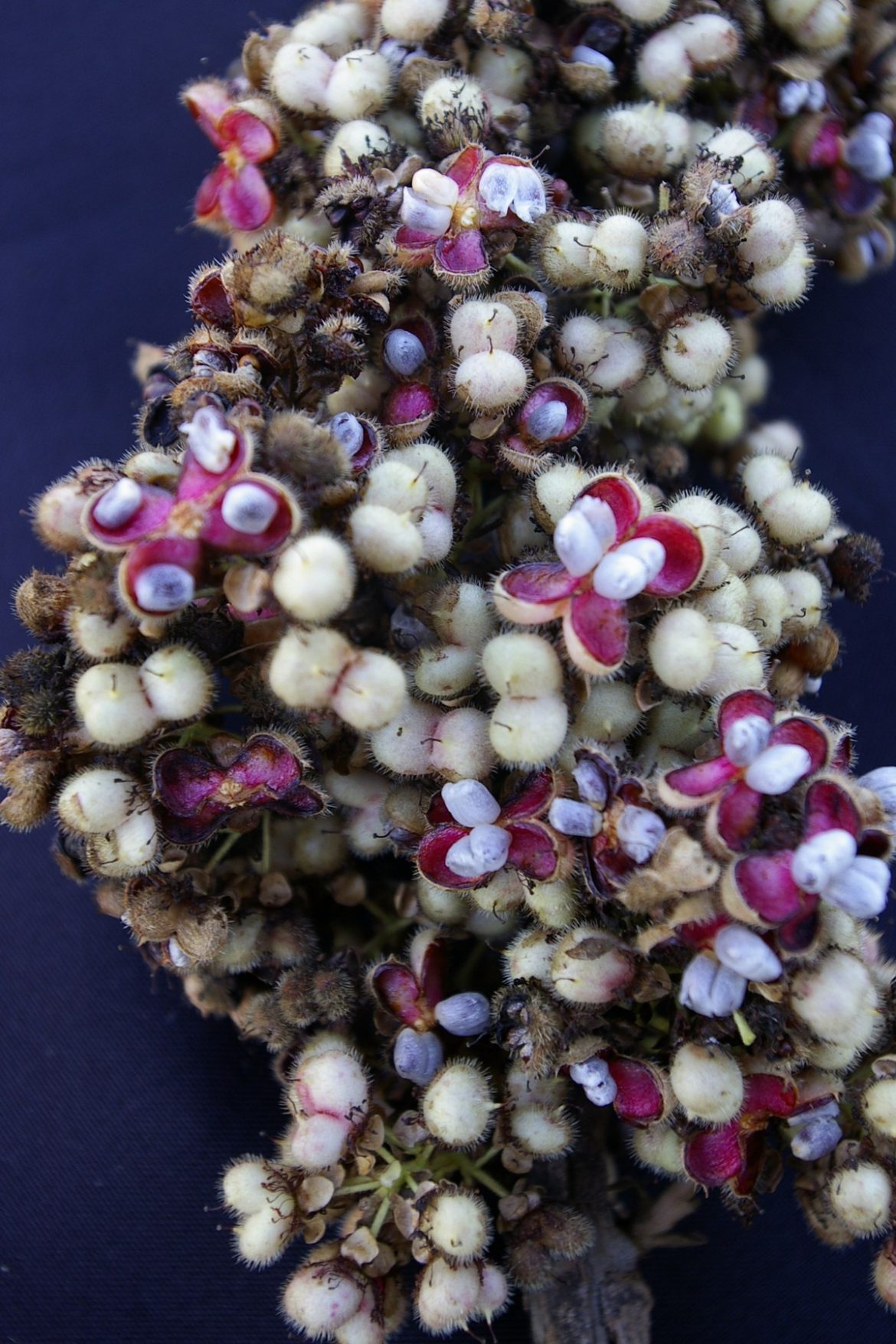 Curatella americana L. | Árvores do Bioma Cerrado