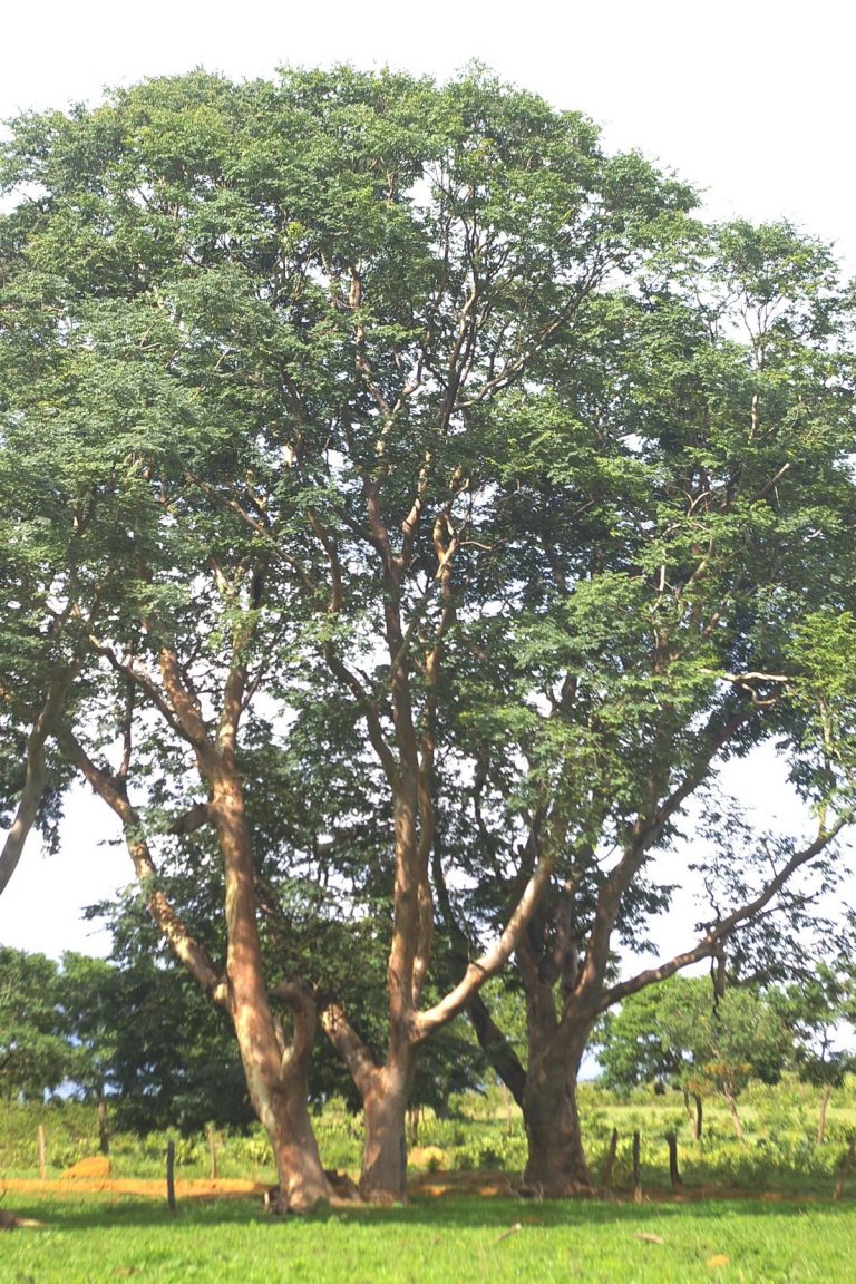 Amburana cearensis (Allemão) A.C.Sm. Árvores do Bioma Cerrado