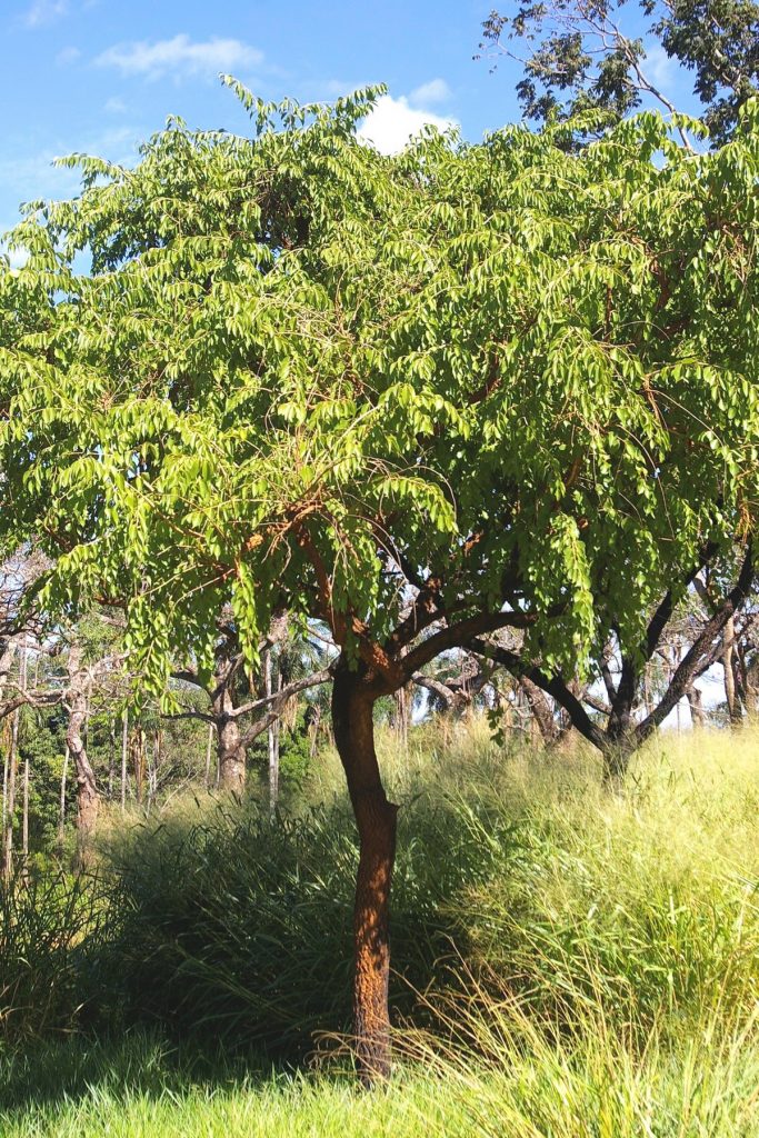 Agonandra brasiliensis Miers ex Benth. & Hook.f. Árvores do Bioma Cerrado