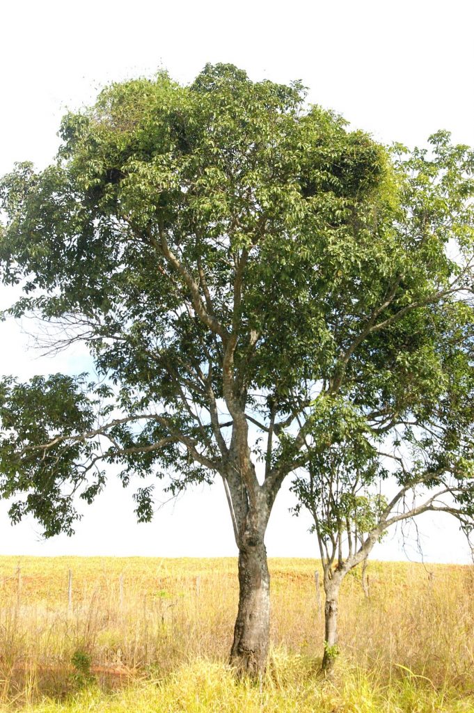 Matayba Matayba guianensis Aubl. | Árvores do Bioma Cerrado