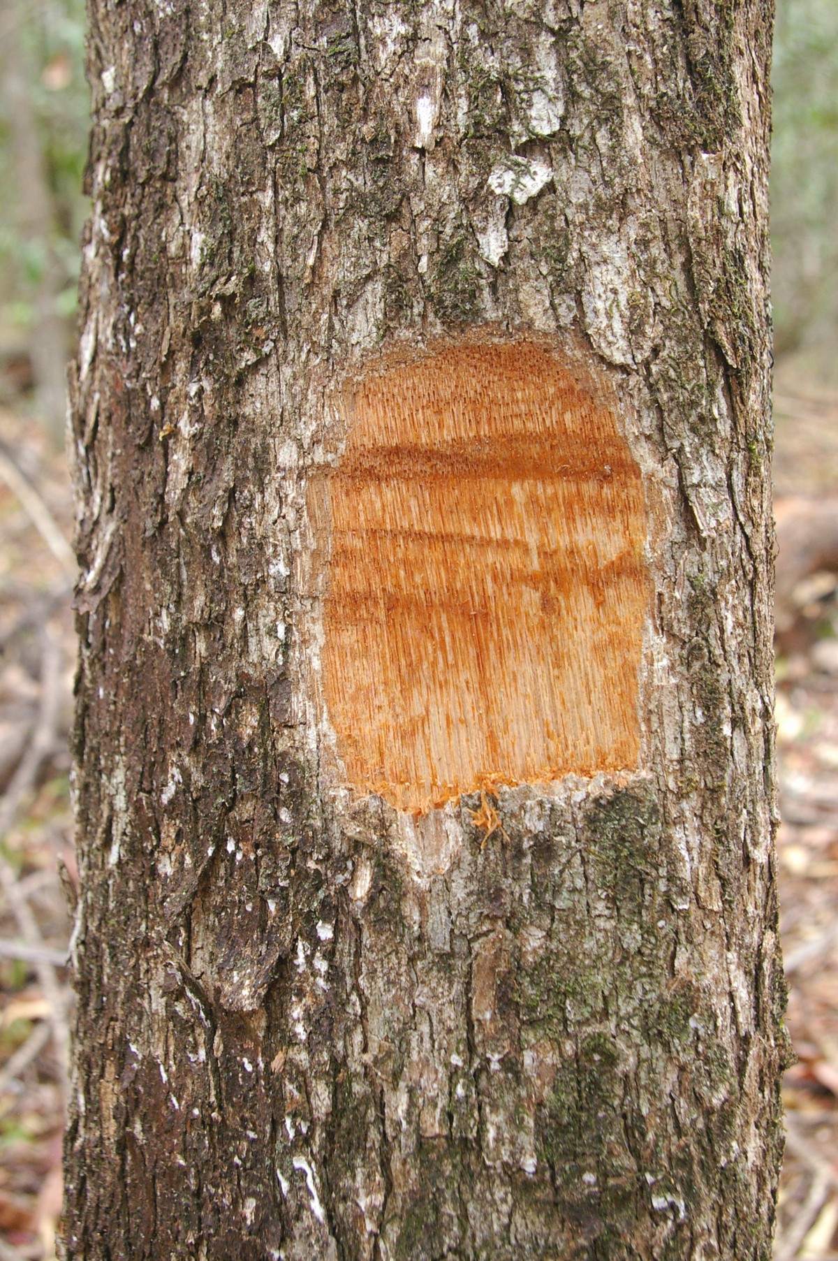 Ixora brevifolia Benth. | Árvores do Bioma Cerrado
