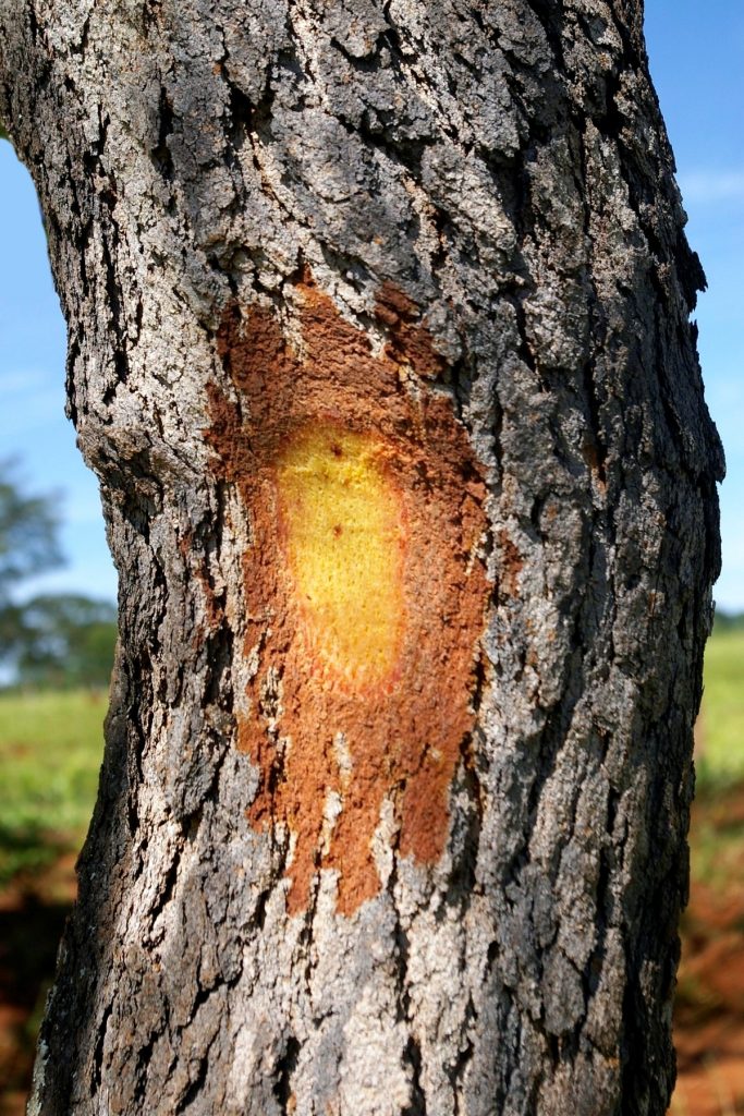 Roupala montana Aubl. Árvores do Bioma Cerrado