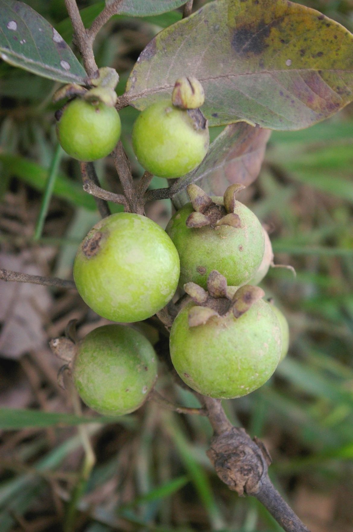 Guisaro Psidium guineense Sw. | Árvores do Bioma Cerrado