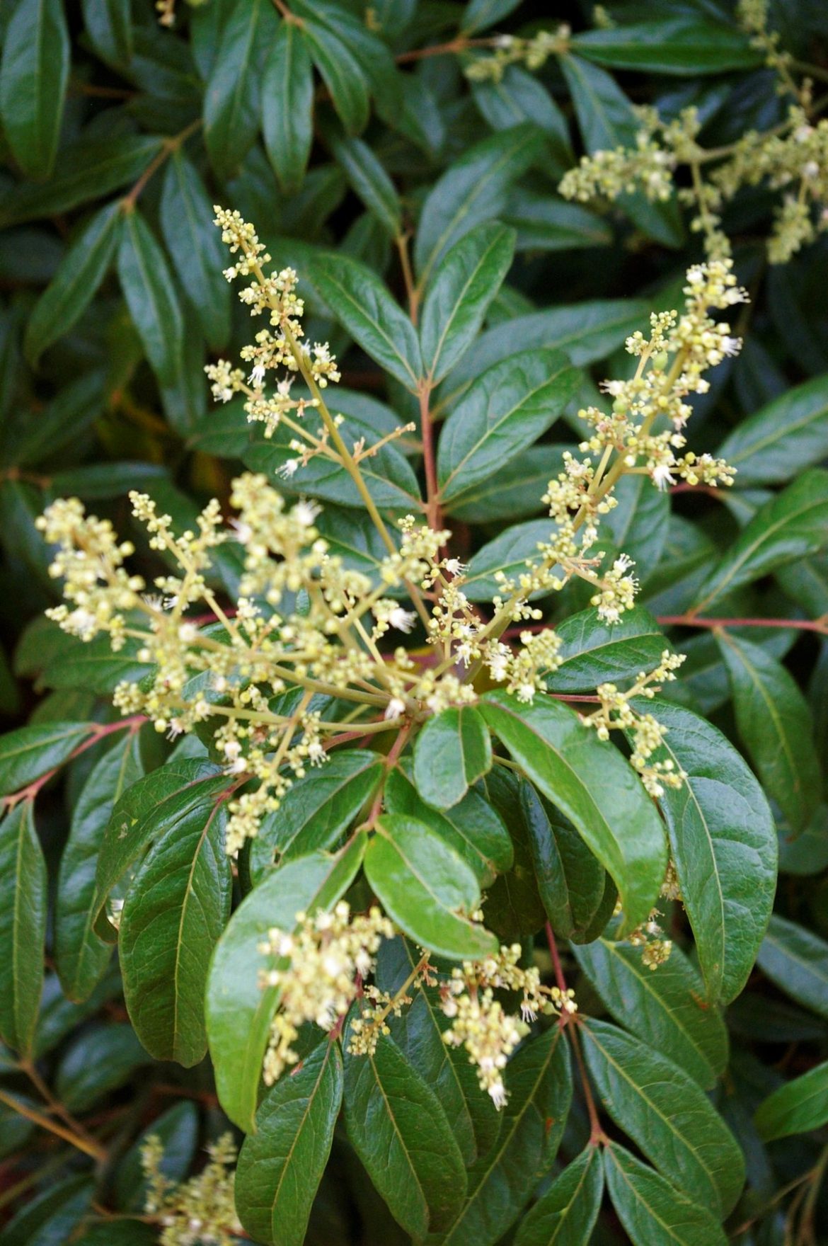 Matayba Matayba cf. elaeagnoides Radlk. | Árvores do Bioma Cerrado
