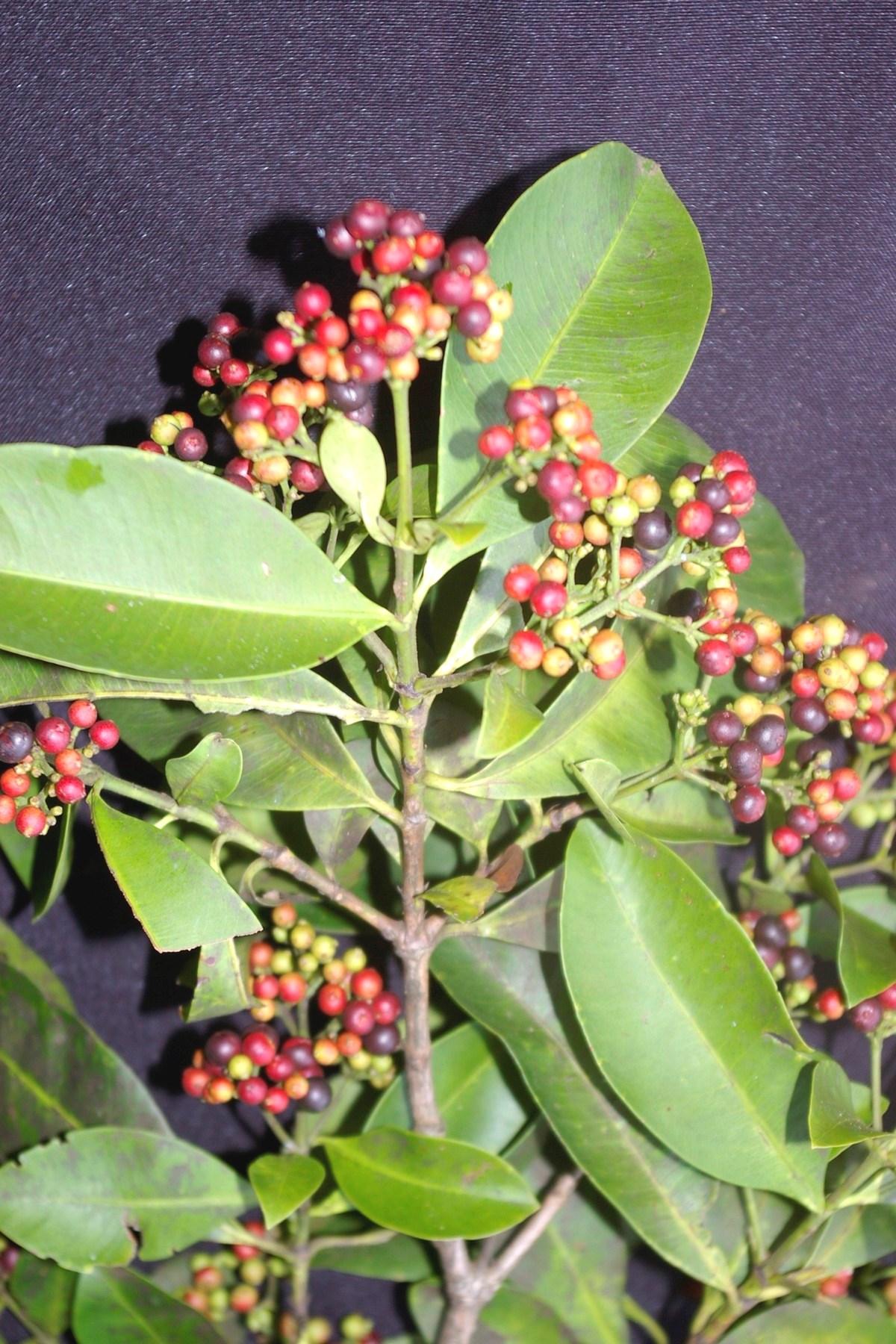 Ixora brevifolia Benth. | Árvores do Bioma Cerrado
